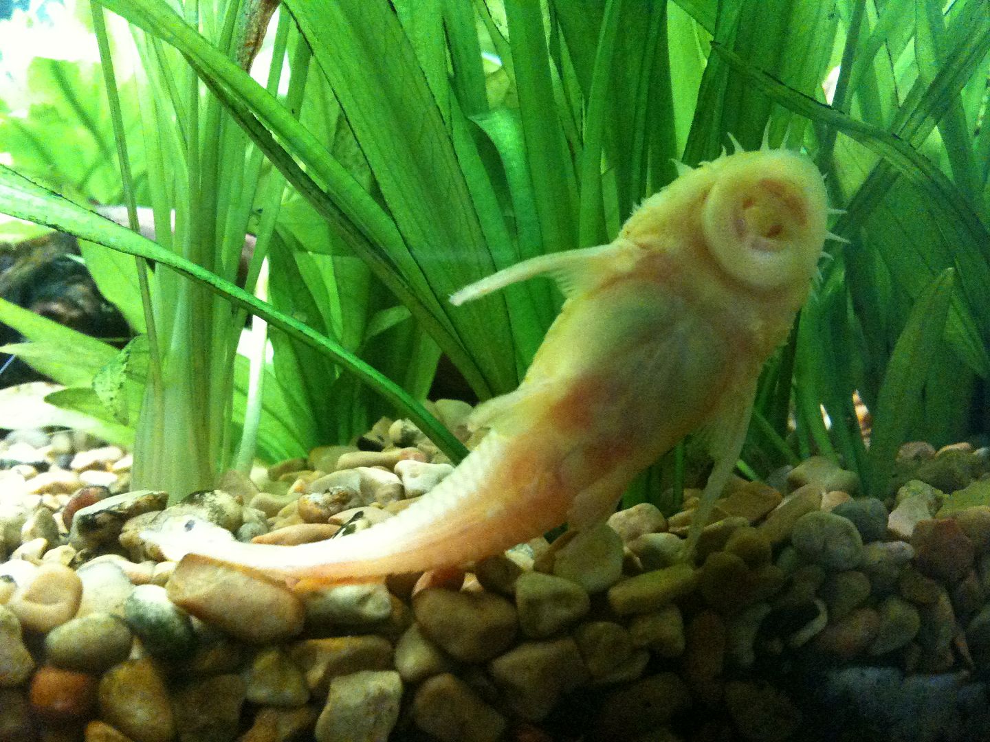 Albino Longfinned Bristlenose Pleco losing his long fins Aquarium Forum